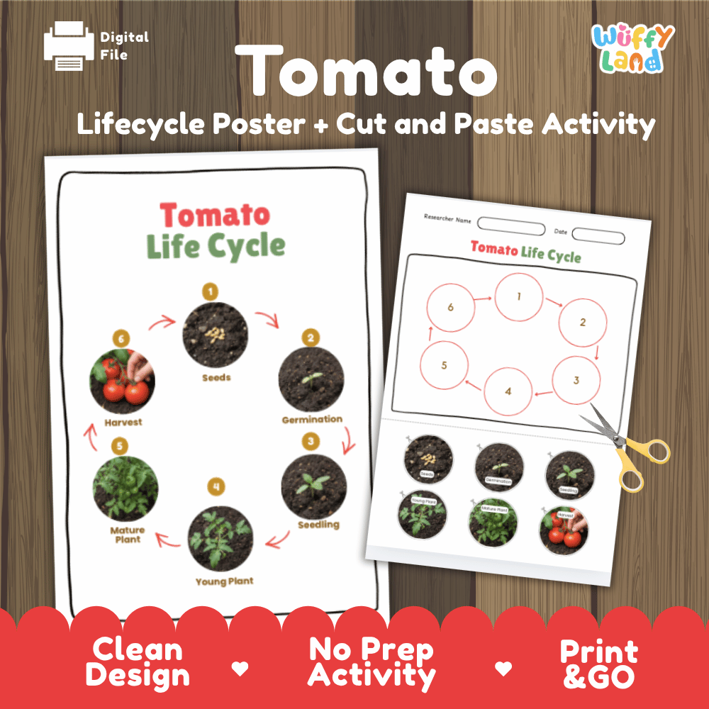 Tomato Life Cycle Poster and Cut and Paste Activity Plant Science Printable