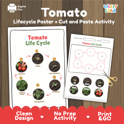 Tomato Life Cycle Poster and Cut and Paste Activity Plant Science Printable