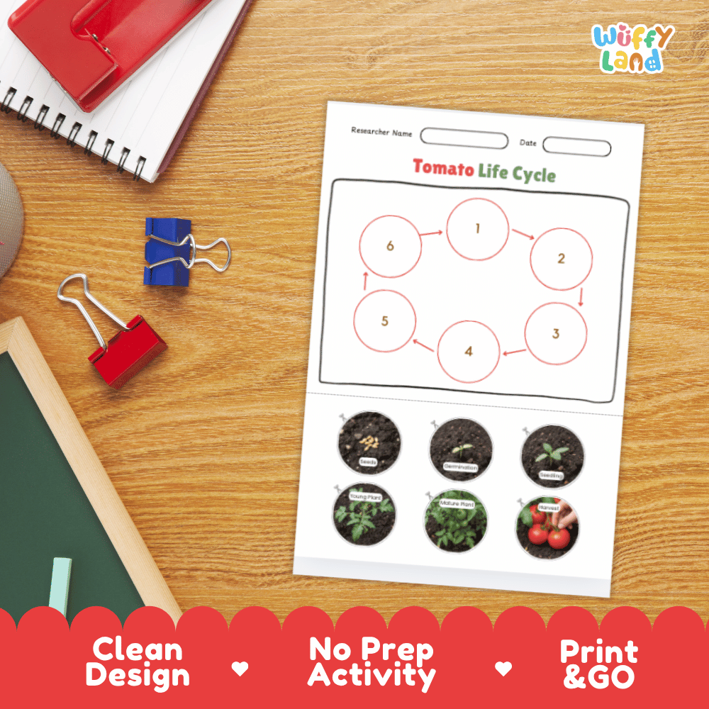 Tomato Life Cycle Poster and Cut and Paste Activity Plant Science Printable