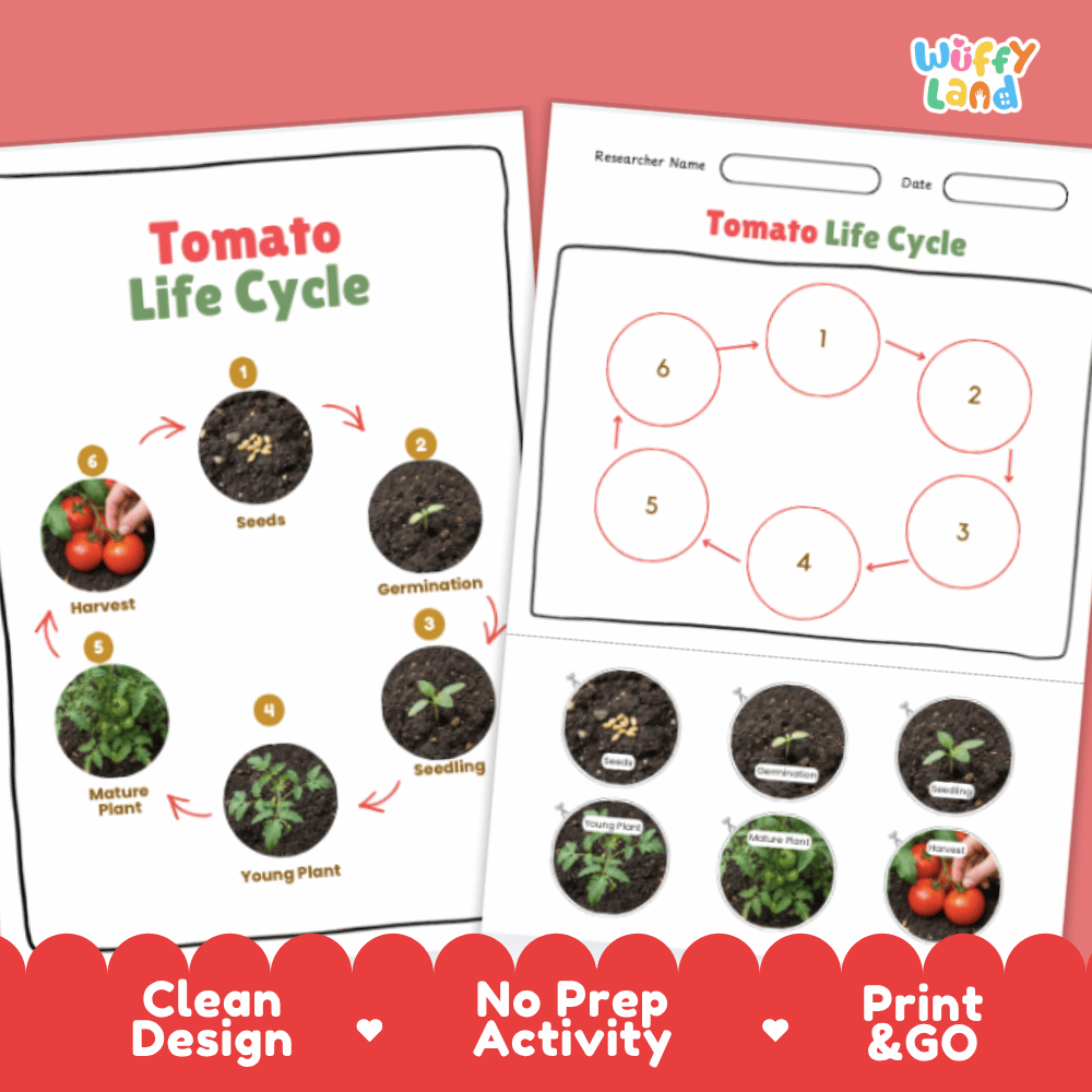 Tomato Life Cycle Poster and Cut and Paste Activity Plant Science Printable