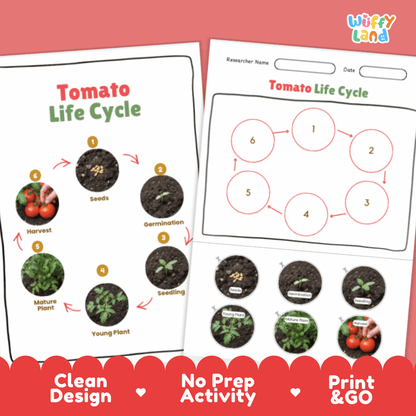 Tomato Life Cycle Poster and Cut and Paste Activity Plant Science Printable