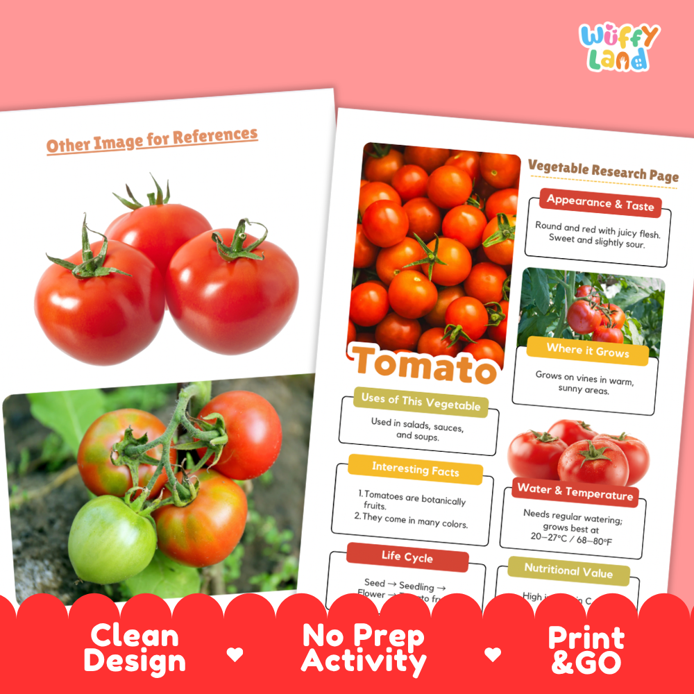 Two printed educational poster sheets about tomatoes from Wiffly Land, displayed on a pink background with promotional text at the bottom reading 'Clean Design', 'No Prep Activity', and 'Print & GO'. The sheets feature photos of red and green tomatoes, labeled sections on appearance, taste, growth, uses, facts, water/temperature, and life cycle.
