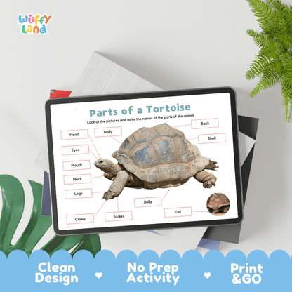 Educational cut and paste tortoise anatomy worksheet with printable word cutout tiles for head, shell, scales, claws, and tail