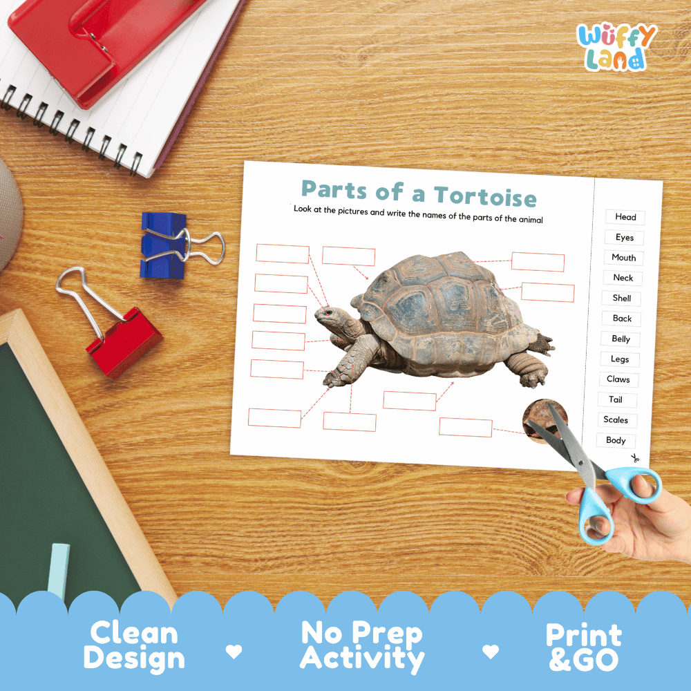 Printable reptile anatomy worksheet showing a realistic land tortoise with blank labeling boxes and a vocabulary word bank for writing practice