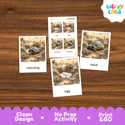 Tortoise Life Cycle Flashcards 3 Part Cards Montessori Science Activity