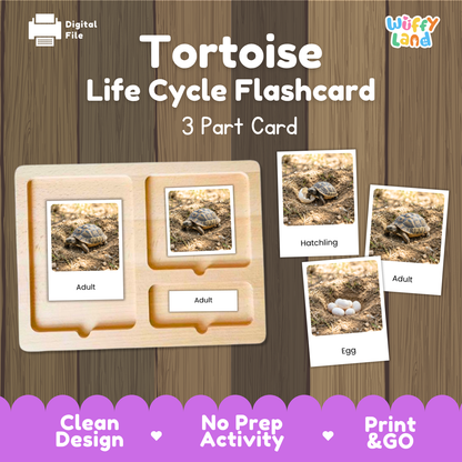 Tortoise Life Cycle Flashcards 3 Part Cards Montessori Science Activity