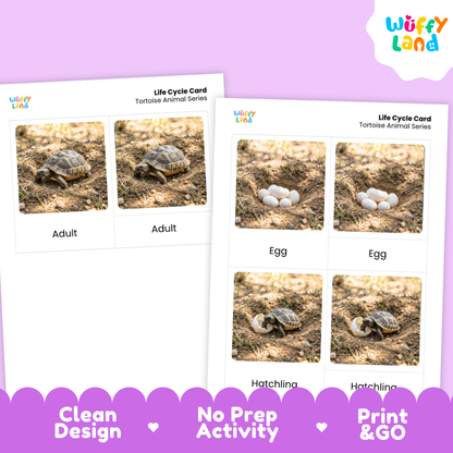 Tortoise Life Cycle Flashcards 3 Part Cards Montessori Science Activity
