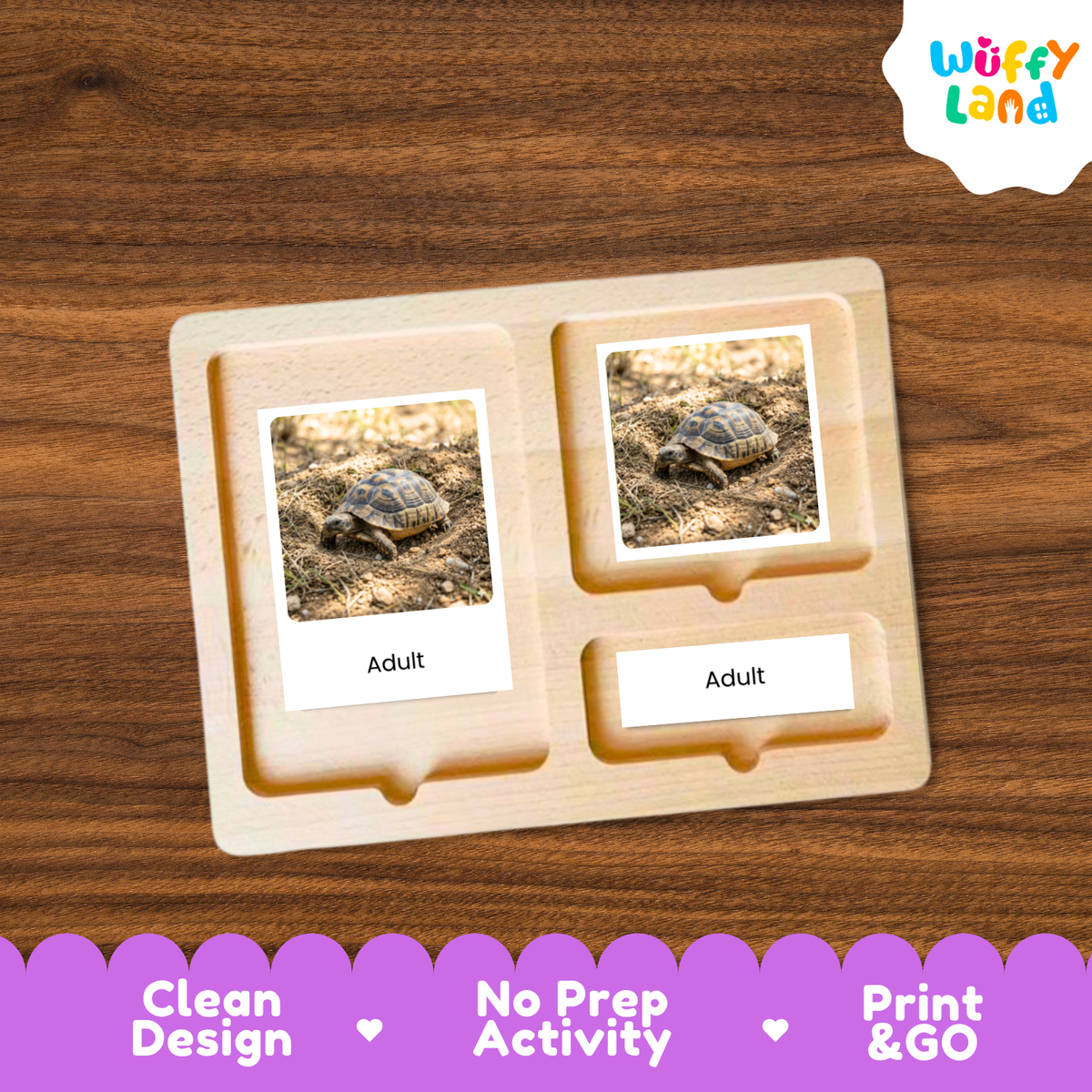 Tortoise Life Cycle Flashcards 3 Part Cards Montessori Science Activity