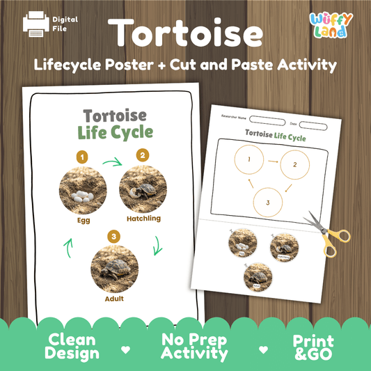 Tortoise life cycle sequencing reference chart and cut and paste student worksheet with 3 developmental stages