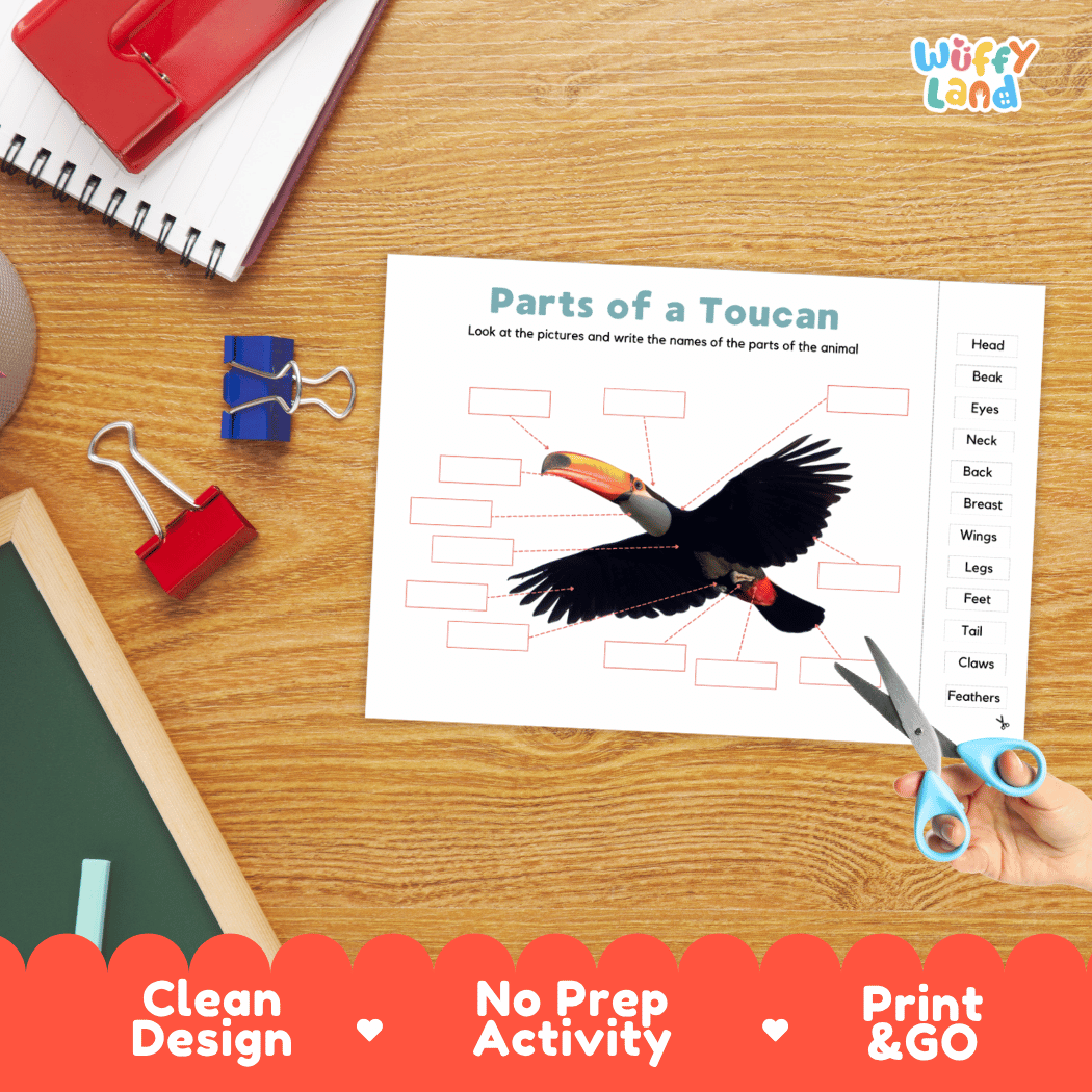 Differentiated toucan body parts labeling worksheets featuring fill-in write-in boxes and vocabulary word bank