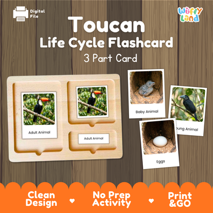 Toucan Life Cycle Flashcard set by Wiffy Land, featuring a 3-part wooden card tray with labeled sections for Adult Animal, Baby Animal, and Eggs, shown on a wood-textured background with example photos of toucans and bird nests.