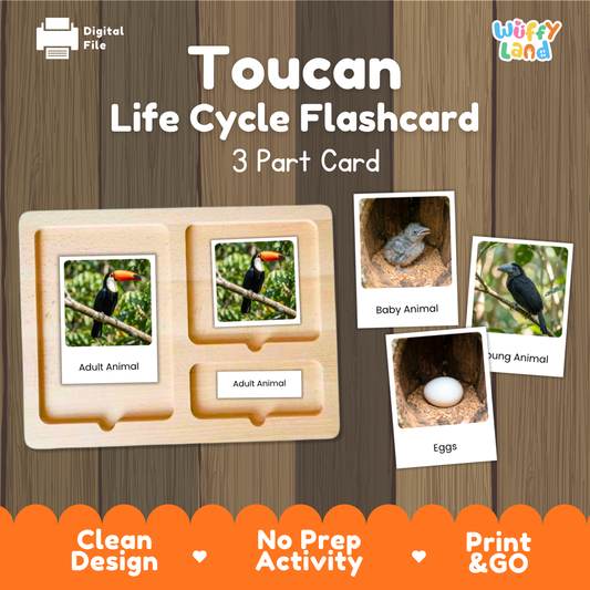 Toucan Life Cycle Flashcard set by Wiffy Land, featuring a 3-part wooden card tray with labeled sections for Adult Animal, Baby Animal, and Eggs, shown on a wood-textured background with example photos of toucans and bird nests.