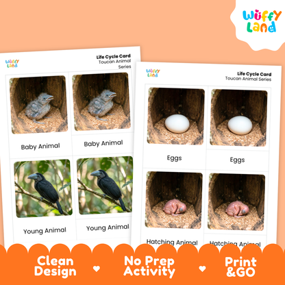 Two printed Toucan Animal Life Cycle Cards shown on a peach background with an orange logo and feature banner. The cards show labeled photos of a baby animal, eggs, a young animal, and a hatching animal.