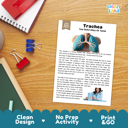 Student reading comprehension worksheet with short-answer questions and lined sections about the human trachea