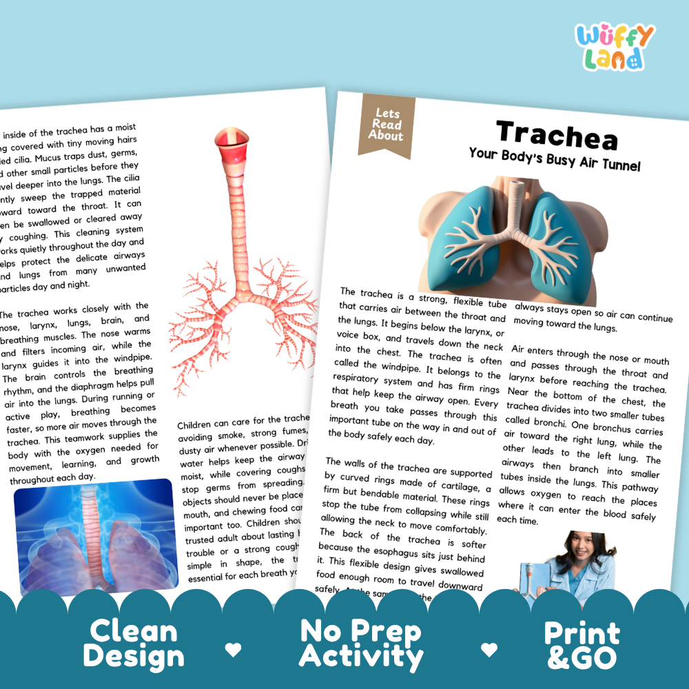 Teacher answer key page showing complete question solutions for Trachea human body reading comprehension practice
