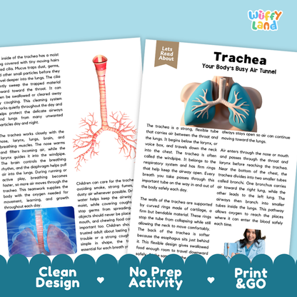 Teacher answer key page showing complete question solutions for Trachea human body reading comprehension practice
