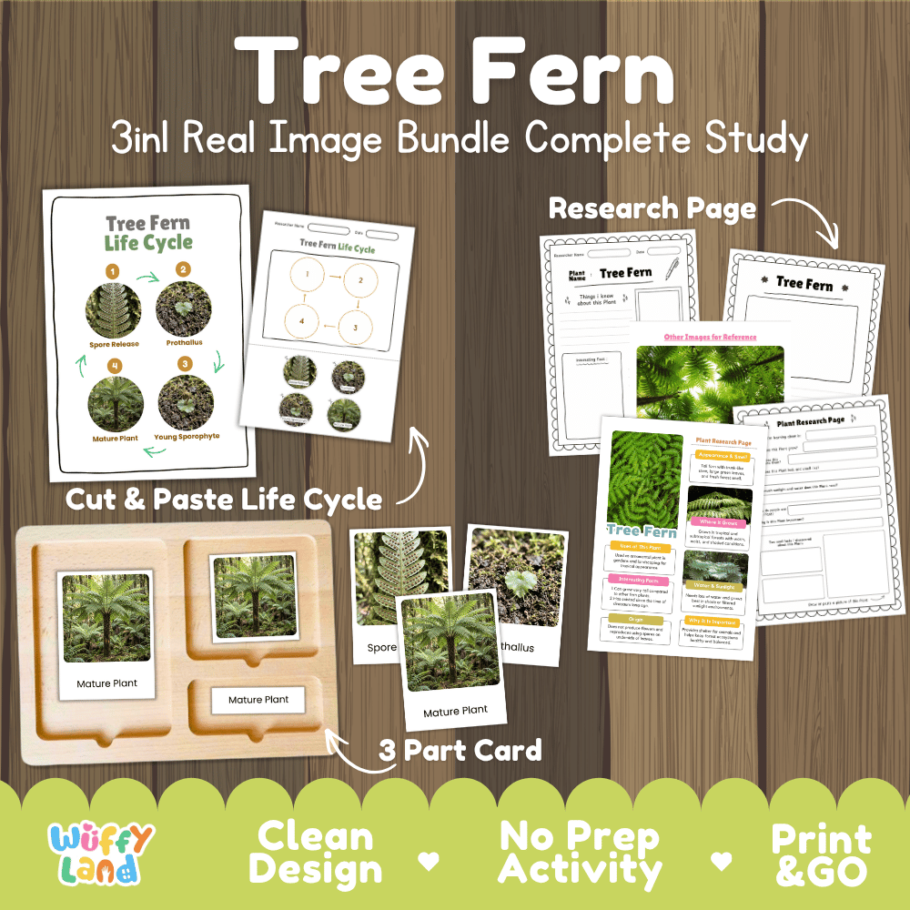 Tree fern plant 3in1 real image bundle complete study printable featuring life cycle cut and paste worksheets, Montessori 3-part cards, and research pages