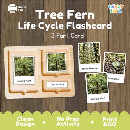 Tree Fern Life Cycle Flashcard set by Wiffy Land, featuring a 3-part wooden card tray and three sample cards showing mature plant, spore release, and prothallus stages, displayed on a wood-grain background.