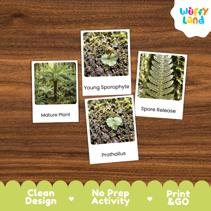Four educational activity cards about fern life cycles arranged on a brown wood-grain background. The cards show labeled photos of a mature plant, young sporophyte, spore release, and prothallus.