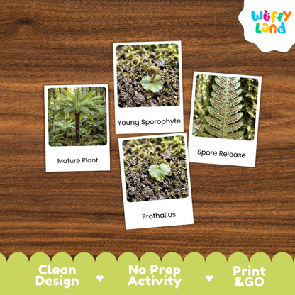 Four educational activity cards about fern life cycles arranged on a brown wood-grain background. The cards show labeled photos of a mature plant, young sporophyte, spore release, and prothallus.
