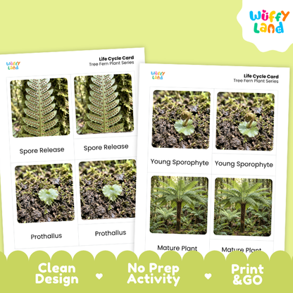 Two printed life cycle cards for tree fern plants shown on a light green background, with the Würffy Land logo in the top right and feature badges along the bottom reading Clean Design, No Prep Activity, and Print & Go.