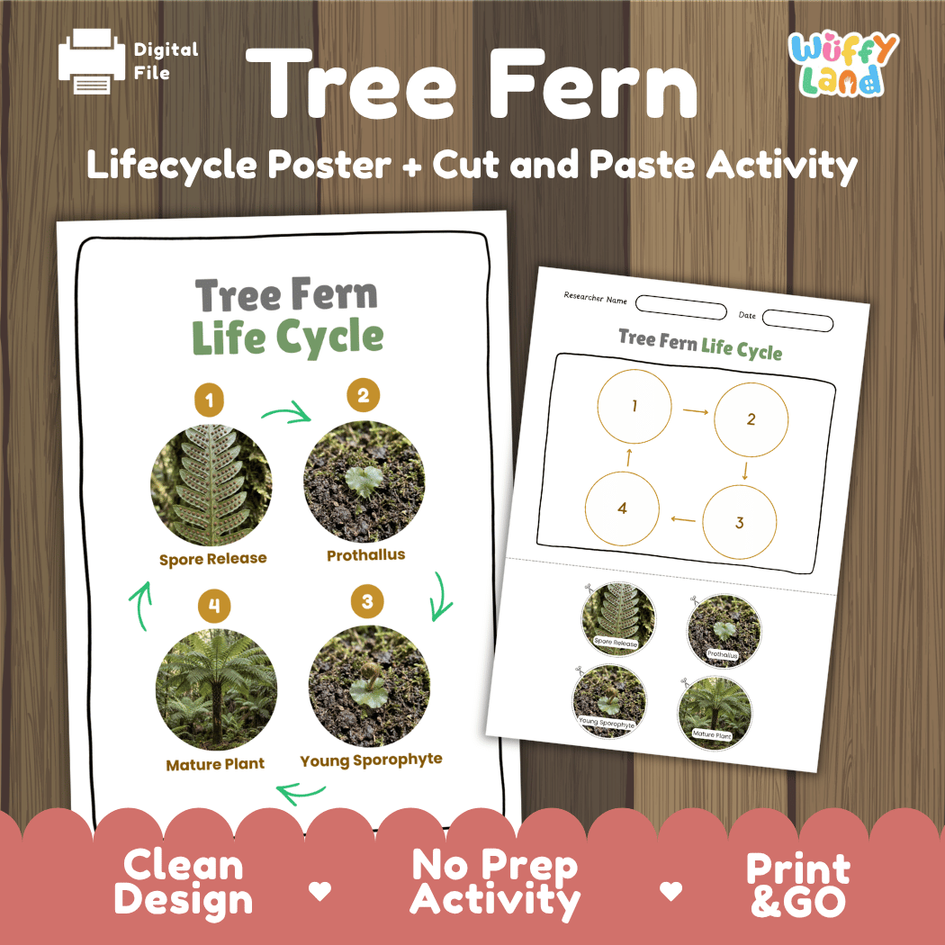 Tree Fern Life Cycle Poster and Cut and Paste Activity Worksheets