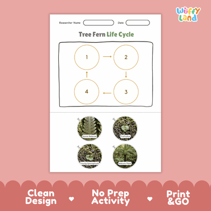 Tree Fern Life Cycle Poster and Cut and Paste Activity Worksheets