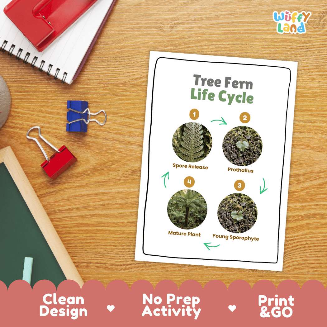 Tree Fern Life Cycle Poster and Cut and Paste Activity Worksheets