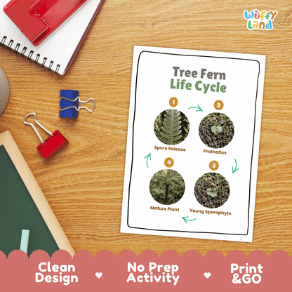 Tree Fern Life Cycle Poster and Cut and Paste Activity Worksheets