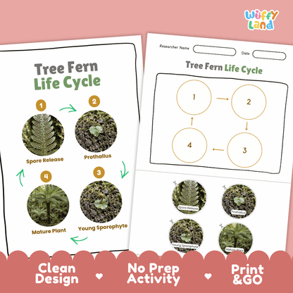 Tree Fern Life Cycle Poster and Cut and Paste Activity Worksheets