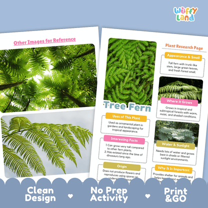 Tree Fern Plant Research Pages and Worksheets