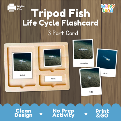 Tripod Fish Life Cycle Flashcards | 3 Part Cards Montessori Science Activity