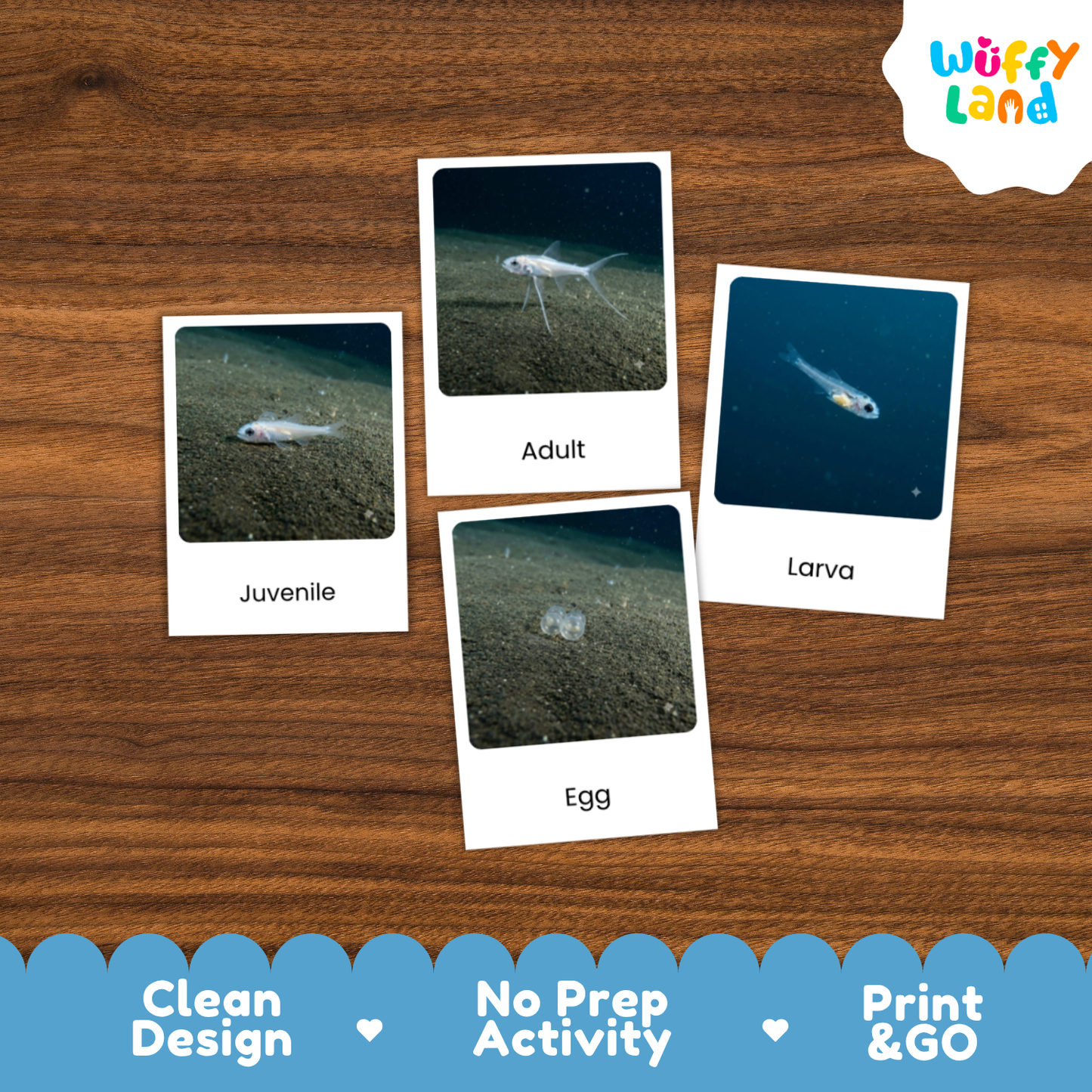 Tripod Fish Life Cycle Flashcards | 3 Part Cards Montessori Science Activity