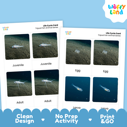 Tripod Fish Life Cycle Flashcards | 3 Part Cards Montessori Science Activity