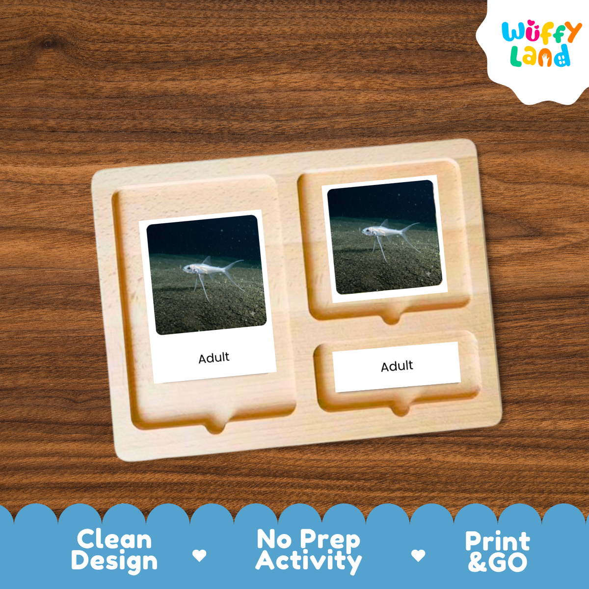 Tripod Fish Life Cycle Flashcards | 3 Part Cards Montessori Science Activity