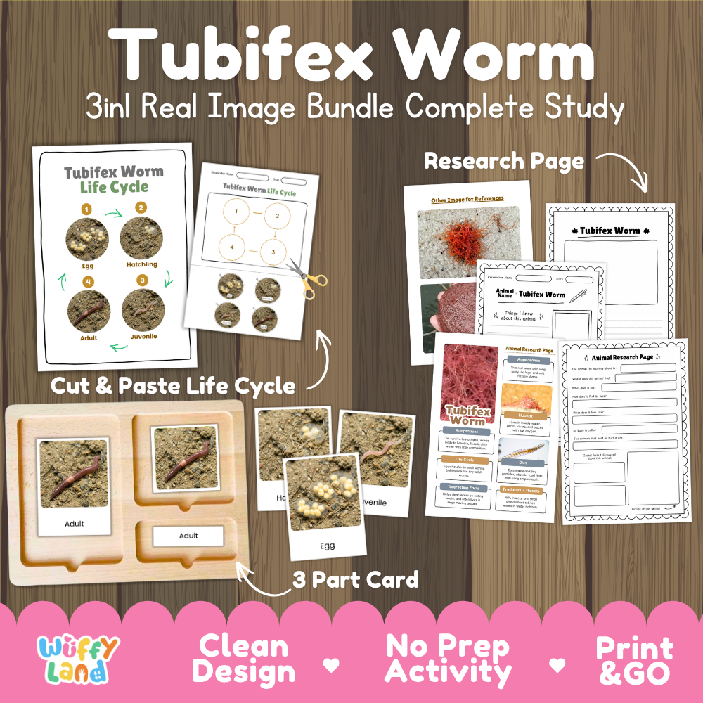 Tubifex worm 3-in-1 real image bundle complete study cover showing cut and paste life cycle, 3 part cards, and research pages