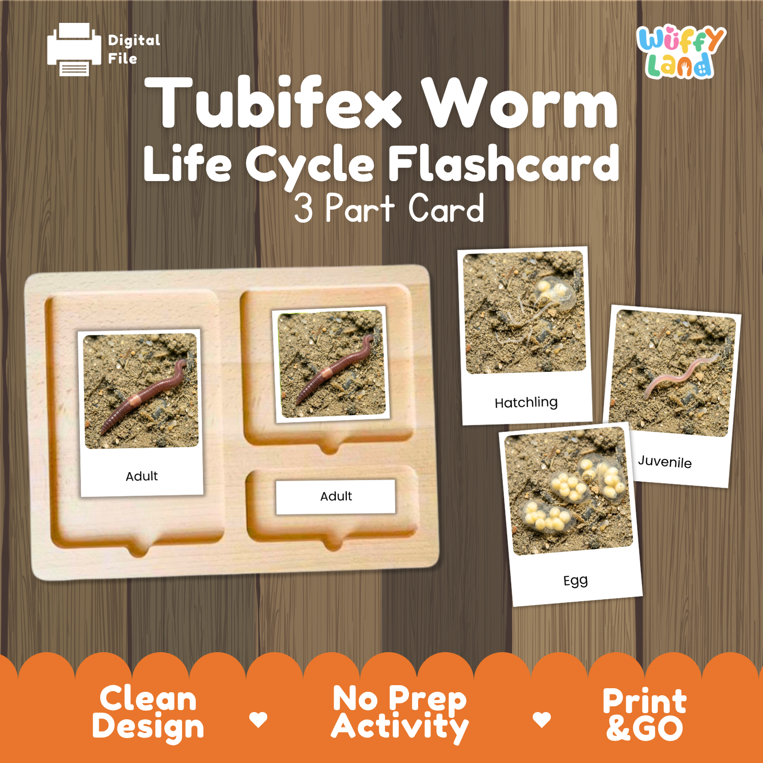 Tubifex Worm Life Cycle Flashcard set by Wiffy Land, featuring a wooden 3-part card tray with labeled sections for Adult, Hatchling, and Egg, alongside three sample flashcards showing the worm stages on a wood-grain background.