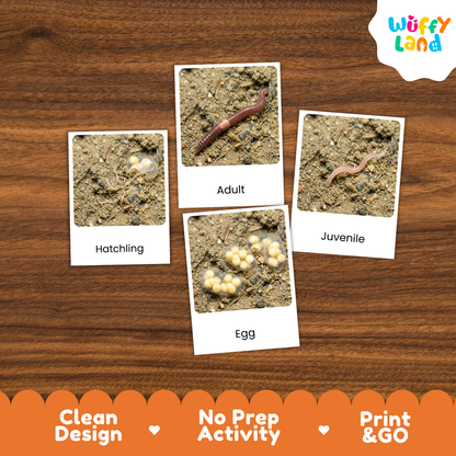 Four educational activity cards for worm and egg hatching displayed on a wooden background. The cards are labeled 'Hatchling', 'Adult', 'Egg', and 'Juvenile' and show close-up photos of eggs, hatchlings, and worms in soil.