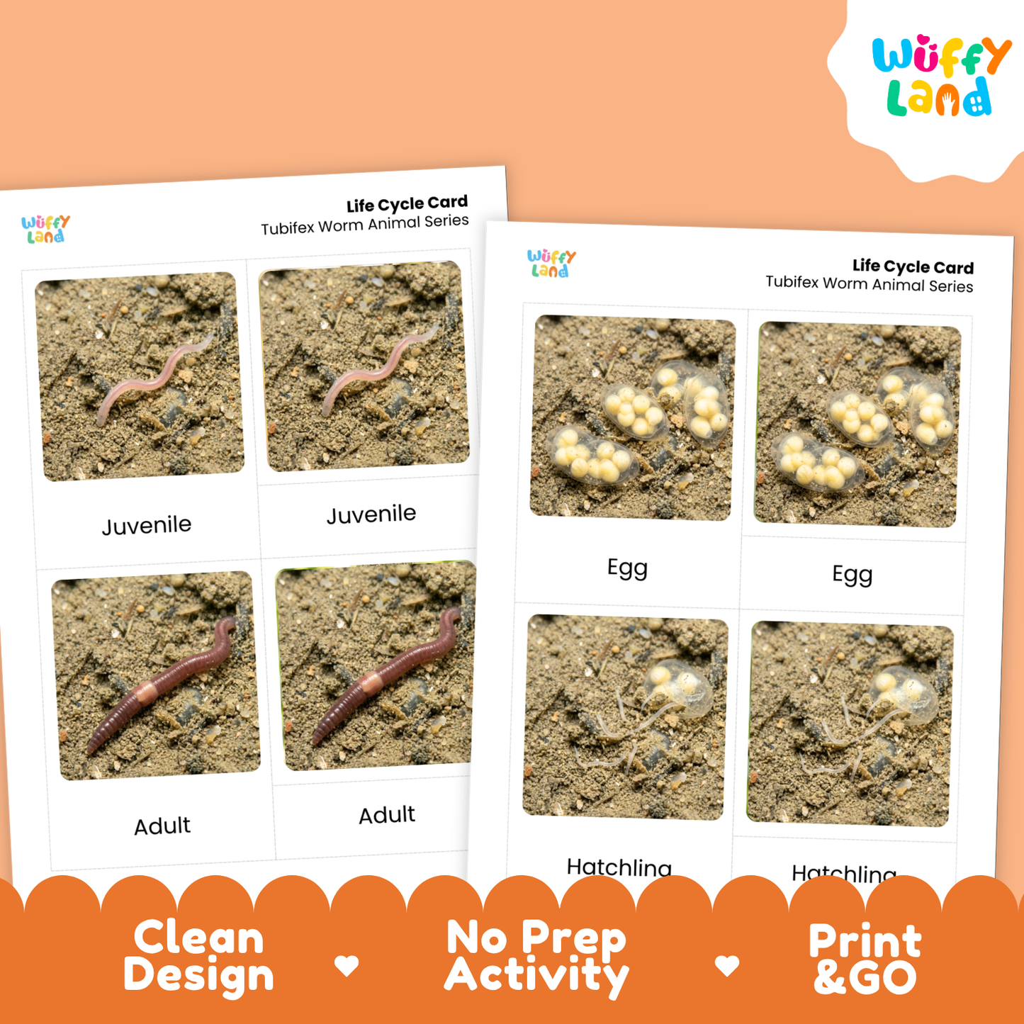 Two printed tubular worm life cycle cards shown on a peach background with an orange banner. The cards show labeled photos of juveniles, adults, eggs, and hatchlings.