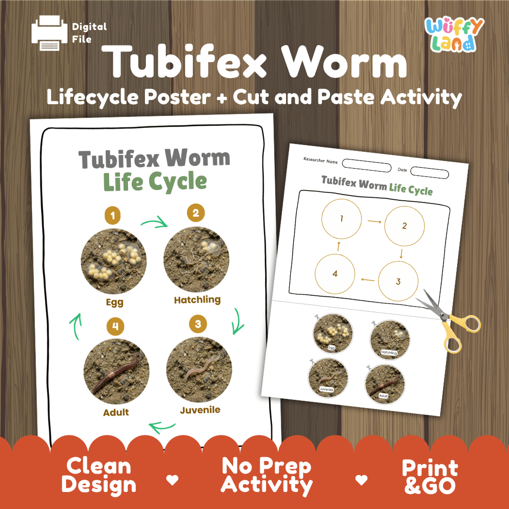 Tubifex Worm Life Cycle Poster and Cut and Paste Activity Worksheet
