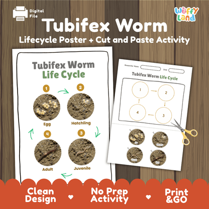 Tubifex Worm Life Cycle Poster and Cut and Paste Activity Worksheet