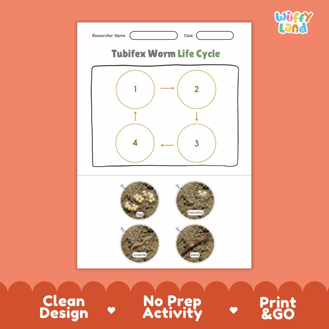 Tubifex Worm Life Cycle Poster and Cut and Paste Activity Worksheet