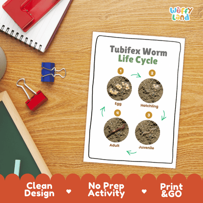 Tubifex Worm Life Cycle Poster and Cut and Paste Activity Worksheet