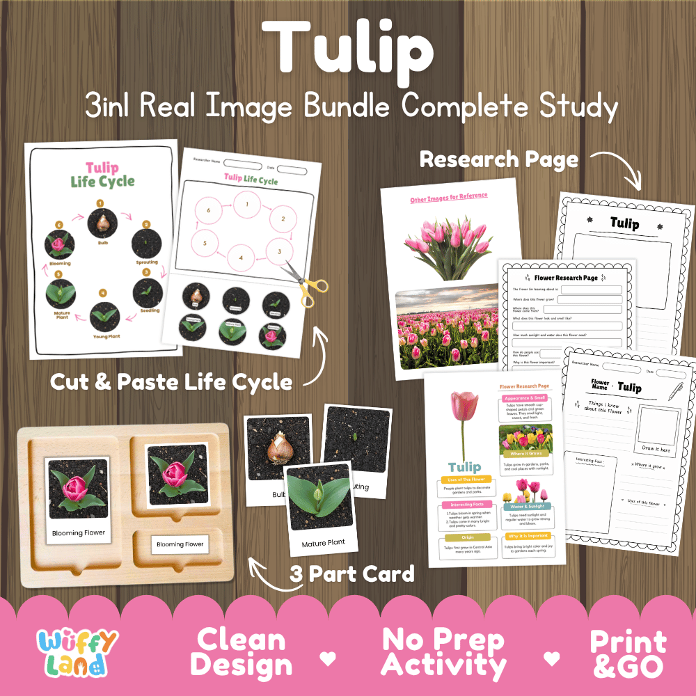 Tulip flower 3in1 real image bundle complete study printable featuring life cycle cut and paste worksheets, Montessori 3-part cards, and research pages