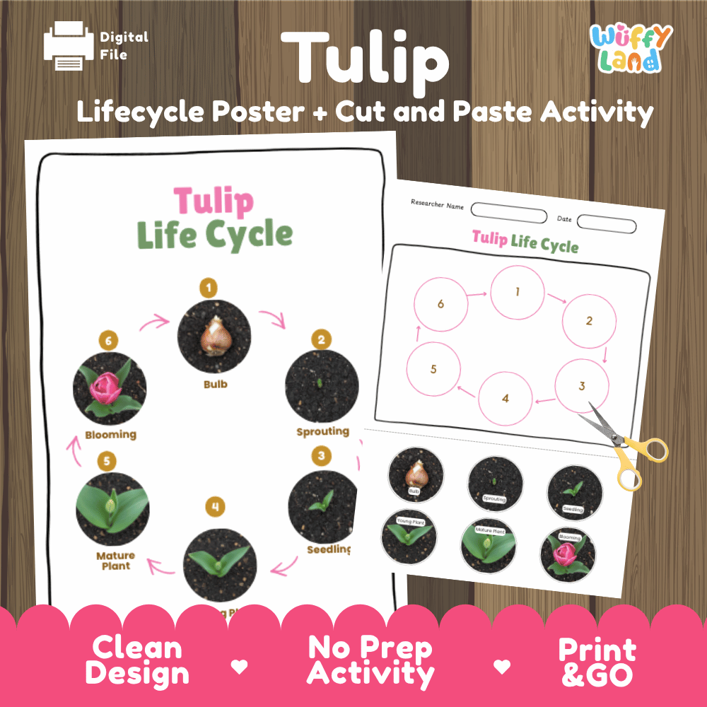 Tulip Lifecycle Poster and Cut and Paste Activity Worksheets | Plant Science Printables