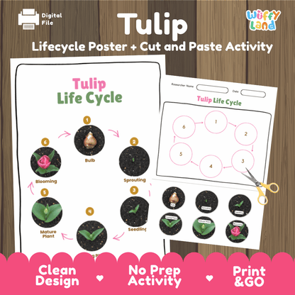Tulip Lifecycle Poster and Cut and Paste Activity Worksheets | Plant Science Printables