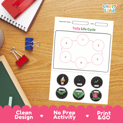Tulip Lifecycle Poster and Cut and Paste Activity Worksheets | Plant Science Printables