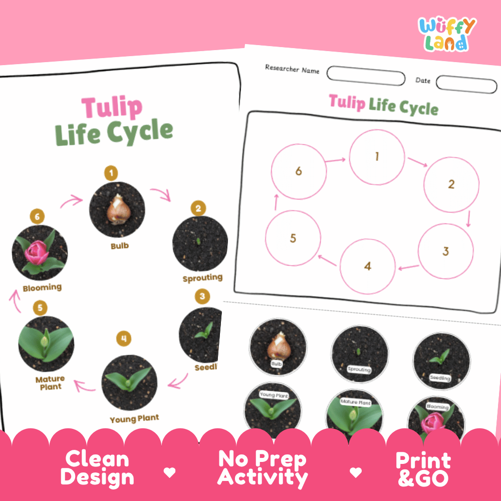 Tulip Lifecycle Poster and Cut and Paste Activity Worksheets | Plant Science Printables