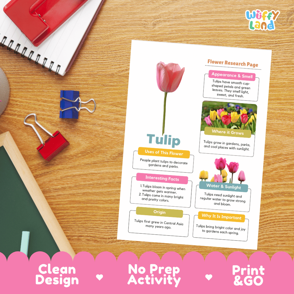 Tulip Plant Research Page and Worksheets Print and Go Activity