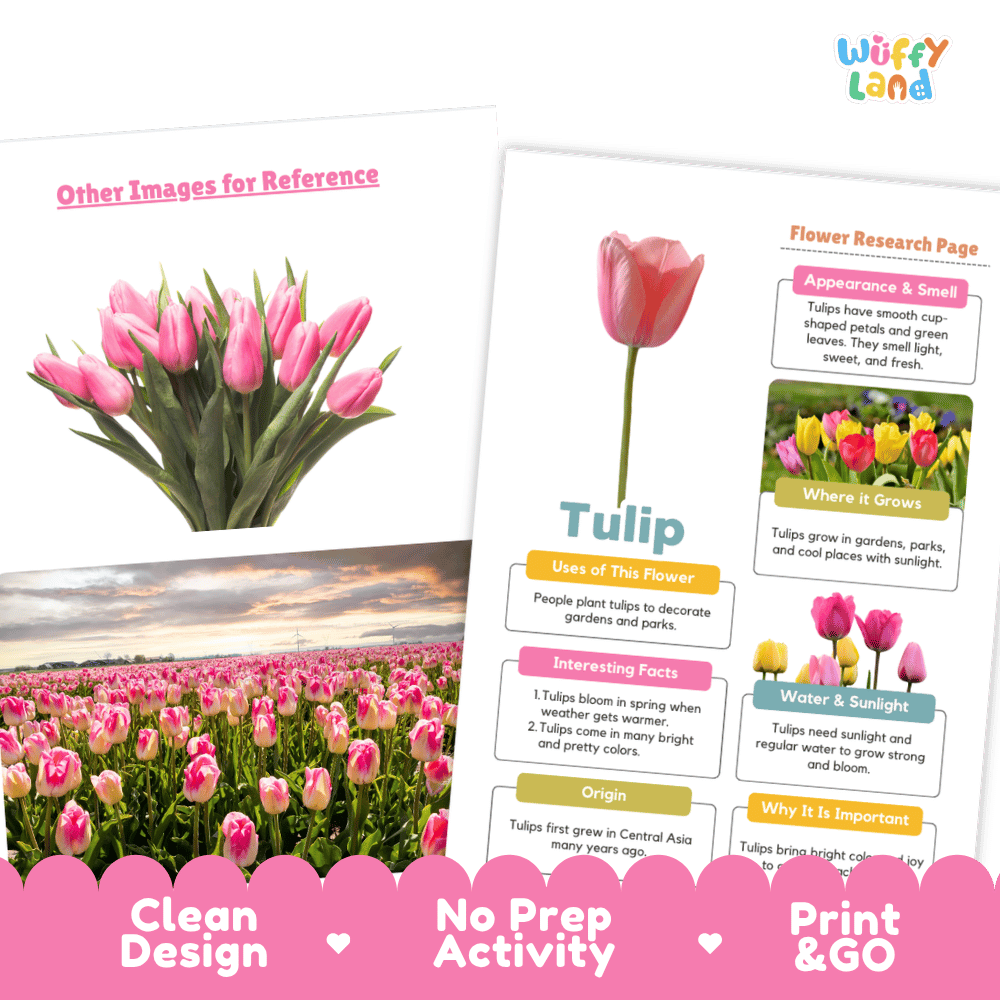 Tulip Plant Research Page and Worksheets Print and Go Activity